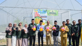 Semarak Panen Melon Golden Kinasih di Green House Agroteknologi Fakultas Pertanian Unisda Lamongan Mewujudkan Inovasi Pertanian Berkualitas